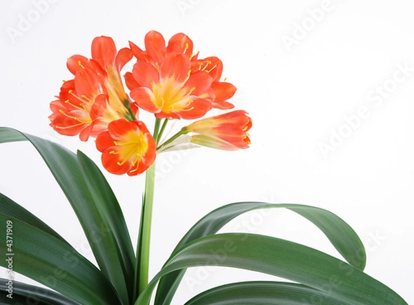 Obraz clivia 5