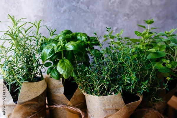 Fototapeta Assorted fresh herbs growing in pots, outdoors in the garden in a close up view on leafy green basil and rosemary. Mixed fresh aromatic herbs growing in pot.