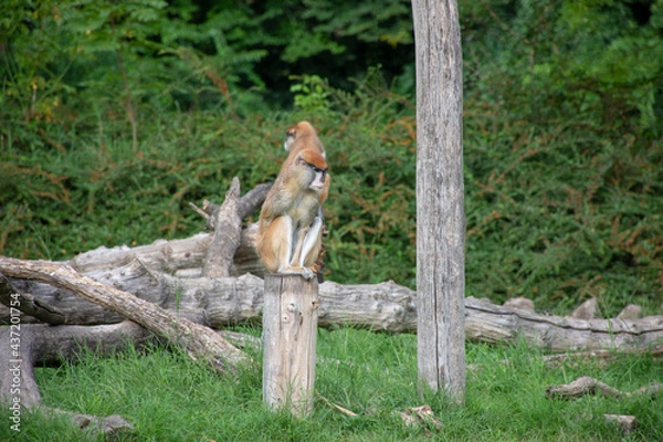 Fototapeta Two monkeys sitting on the tree