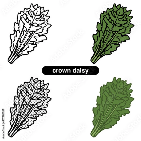 Fototapeta シュンギク01-線画_カラー