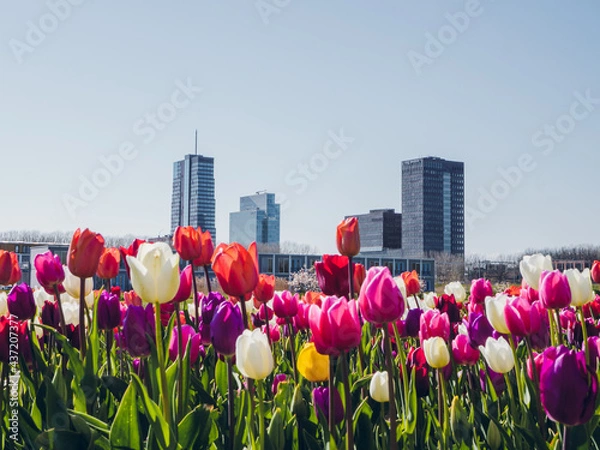 Obraz Corporate office buildings in Almere city center with tulips on the foreground. Flevoland, The Netherlands.