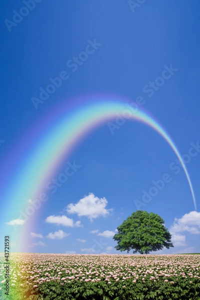 Obraz potato field and lone tree