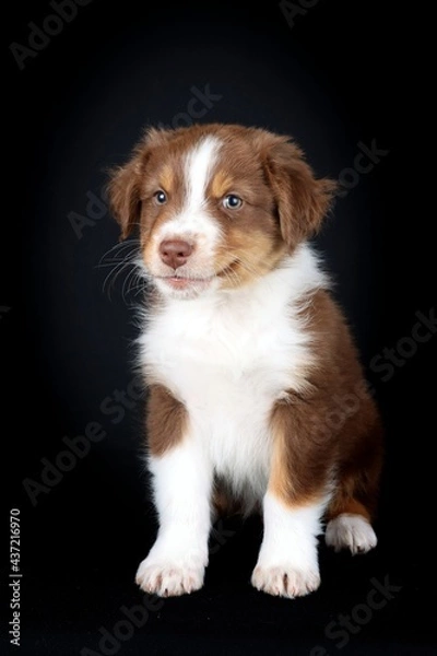 Obraz australian shepherd puppy isolated on black 