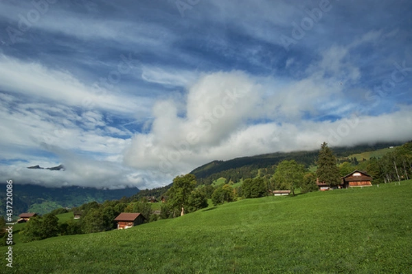 Fototapeta A valley of green grassy hills with alpine houses, trees and mountains in the background in Grindelwald, Switzerland.
