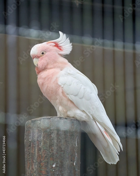 Fototapeta Major Mitchell's Cockatoo that are perched on top of the tree (from the side)