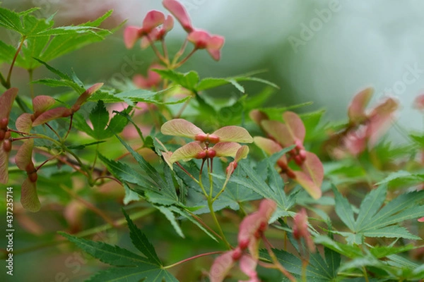 Fototapeta Maple fruits colored red (two) (up)