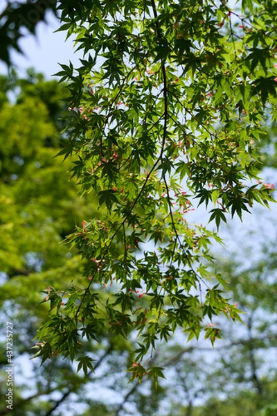 Fototapeta Maple fruits colored red (many) (from afar)