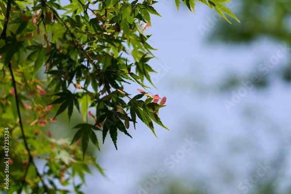 Fototapeta Maple fruits colored red (plural) (from a distance)