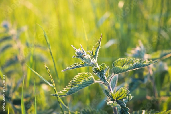 Obraz Brennnessel grün