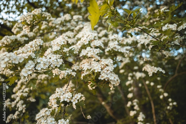 Obraz weiße Blüten