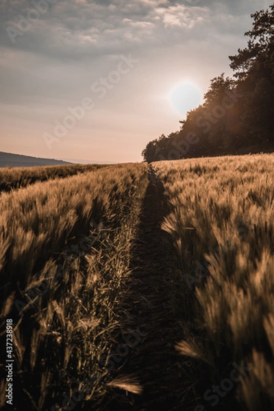 Obraz Getreide braun