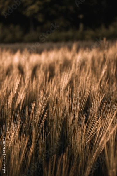 Obraz Getreide braun