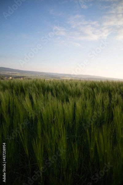 Obraz Mehr Getreide grün
