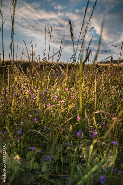 Obraz Abends lila Blumen