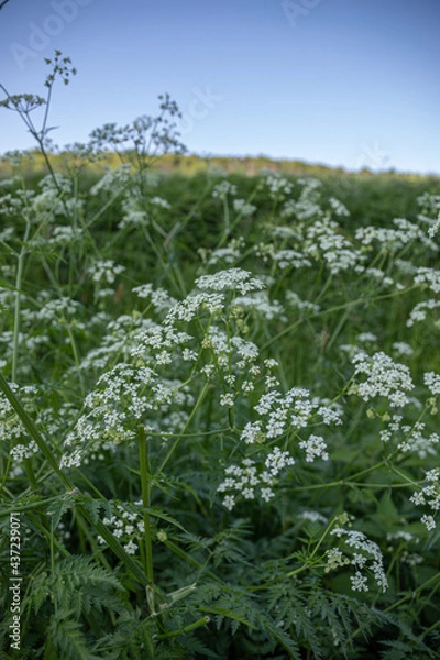 Obraz weiße Blüten