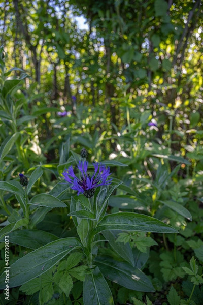 Obraz Lila Blume mit Käfern