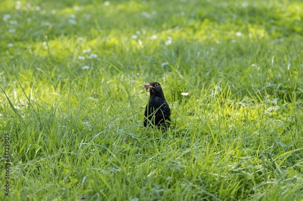 Obraz Amsel mit Futter