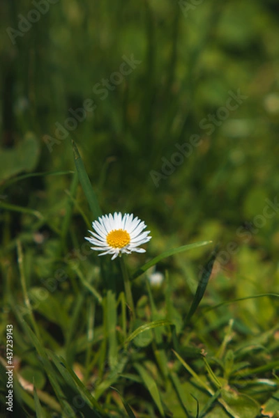 Obraz Gänseblümchen