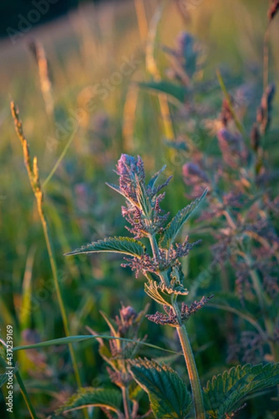 Obraz Brennnessel Abends