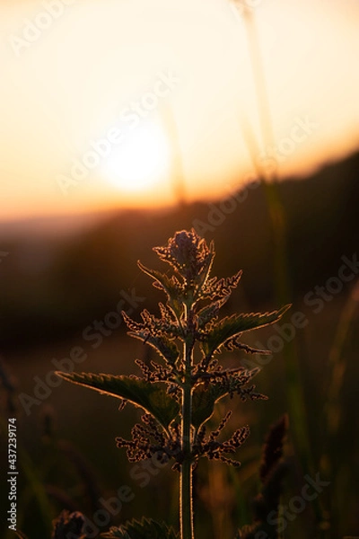 Obraz Brennnessel Abends