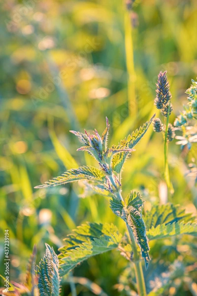 Obraz Brennnessel Abends