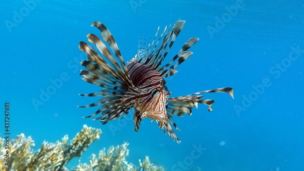 Fototapeta Lion Fish in the Red Sea.