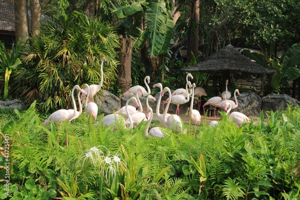 Fototapeta Flamingos are standing in the lake in Thailand's zoo