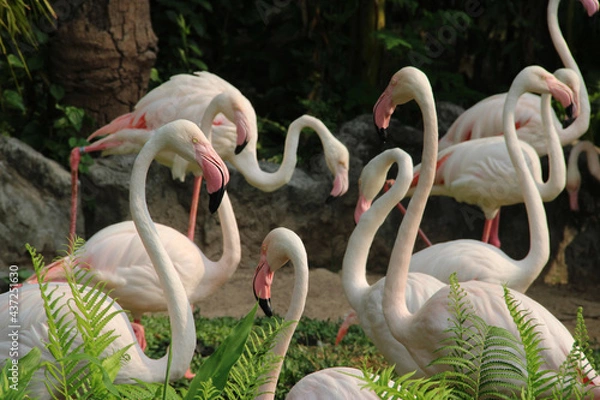 Fototapeta Flamingos are standing in the lake in Thailand's zoo