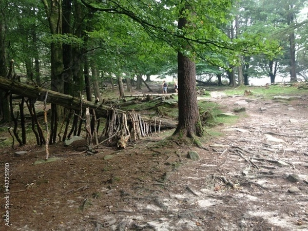 Obraz path in the forest