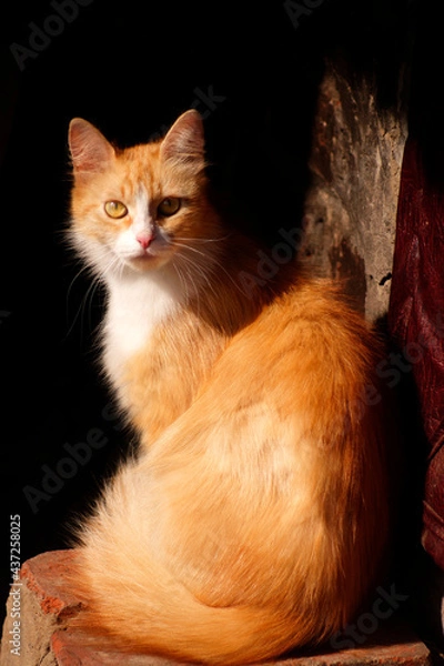 Obraz Ginger cat in sunlight