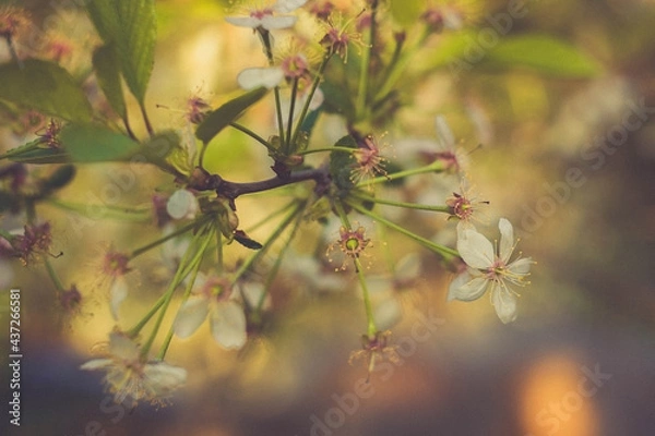 Obraz Wither cherry blossoms