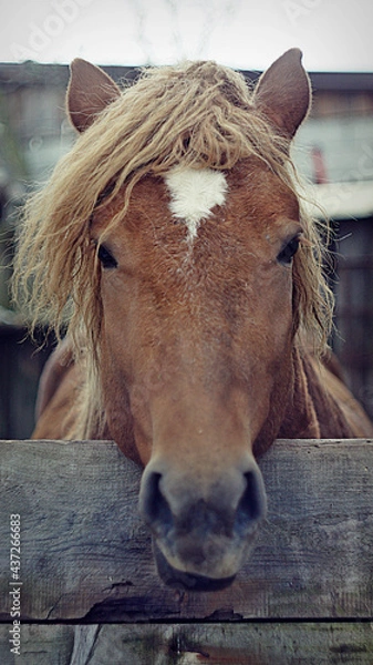 Obraz Horse at the fence