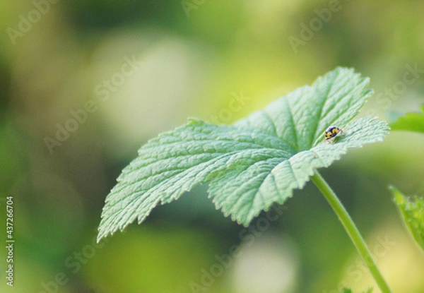 Fototapeta Ladybug on a leaf