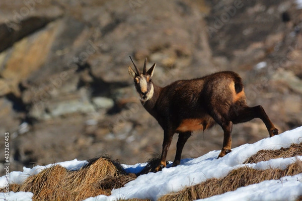 Obraz camoscio alpino