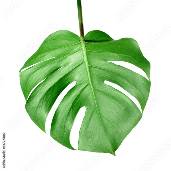Obraz Monstera plant leaf isolated on white background