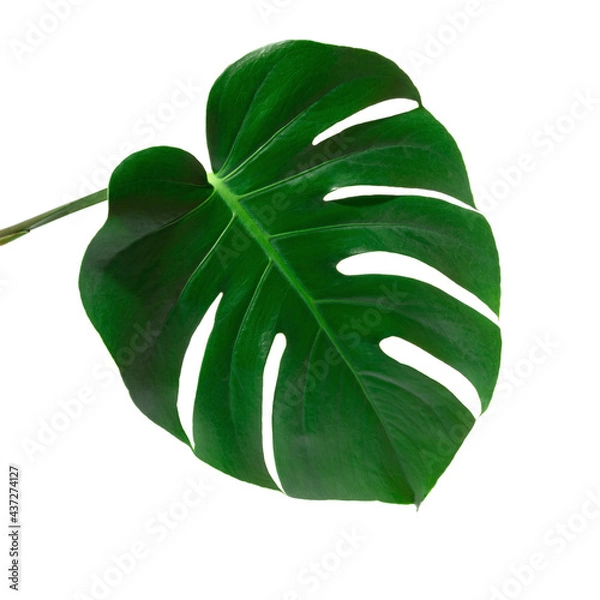 Obraz Monstera plant leaf isolated on white background