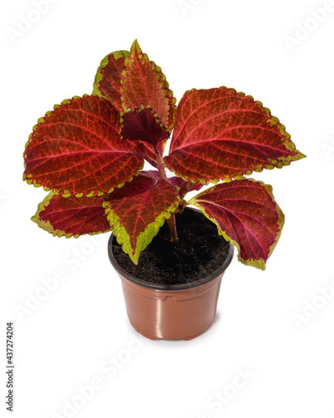 Obraz Coleus in a pot isolated