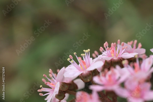 Fototapeta Schildblatt, Darmera