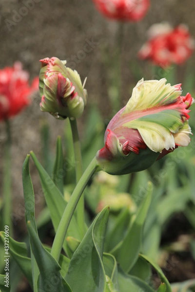 Obraz Papageientulpen