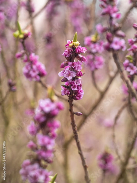 Fototapeta Strauch des giftigen Seidelbastes mit violetten Blüten an den Zweigen.