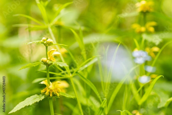 Obraz macro photography of plant with yellow flower