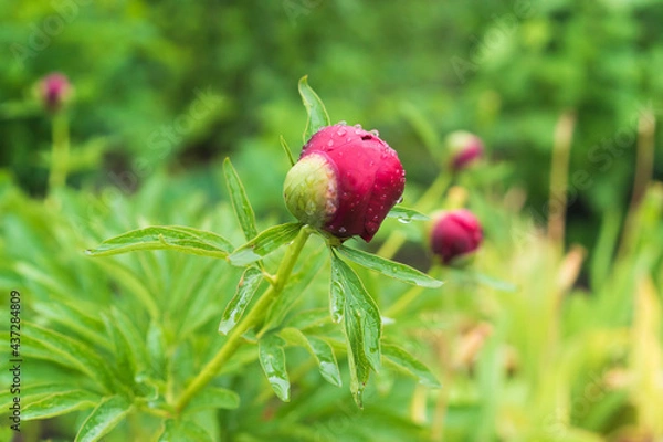 Fototapeta Close up fresh red peony flower in the garden. Copy space concept. Blurred background. Beautiful bokeh. Selective focus. 