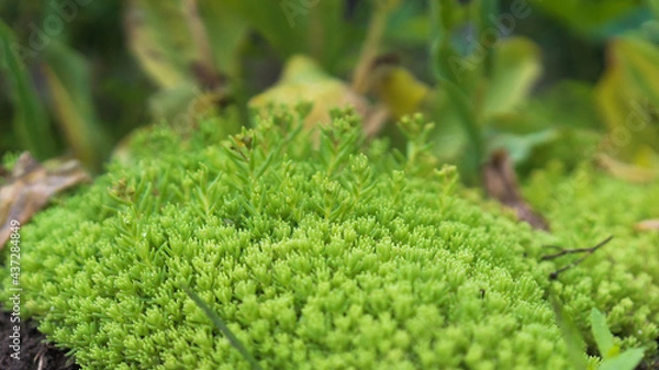 Fototapeta Close up of green moss on the ground. Beautiful bokeh. Selective focus. Copy space background.