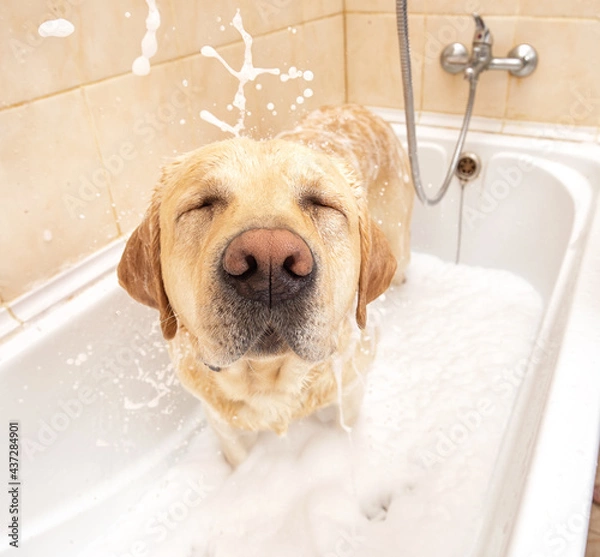 Fototapeta A dog taking a shower with soap and water