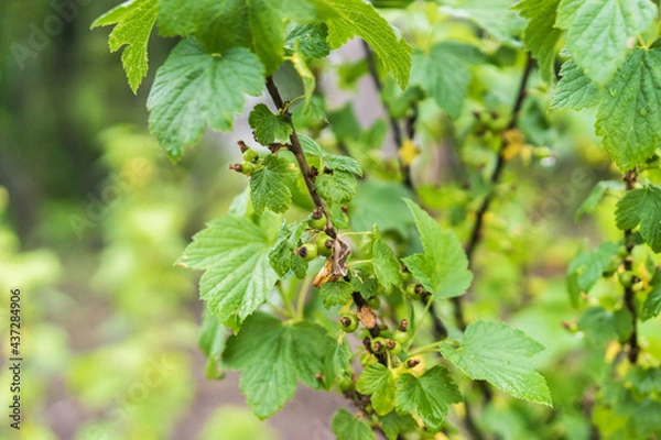 Obraz branch of a tree with green berries. Green currant after the rain in spring. Agriculture and farming concept. Selective focus. Beautiful bokeh