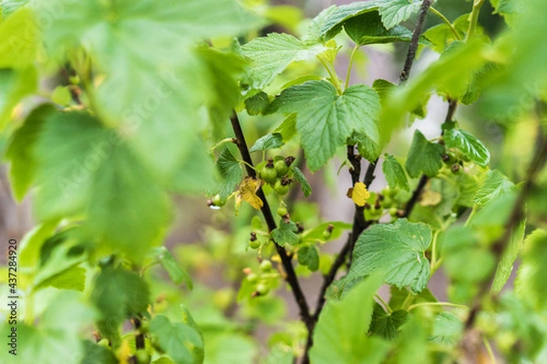 Obraz branch of a tree with green berries. Green currant after the rain in spring in garden. Agriculture and farming concept. Selective focus. Beautiful bokeh
