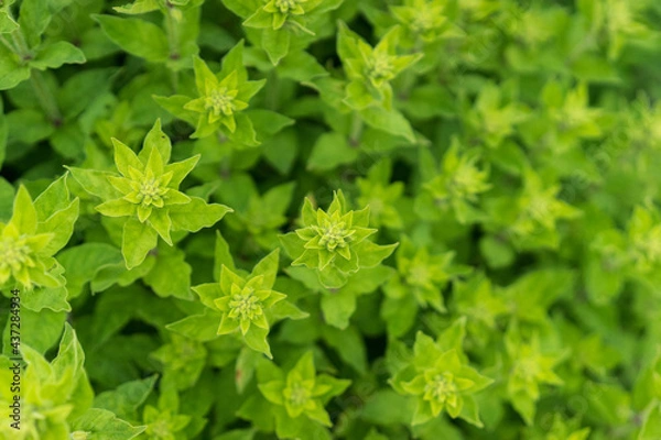 Fototapeta close up of a plant. close up of herbs in garden, close up of green grass, decorative mint, green grass pattern, sprig season. Selective focus