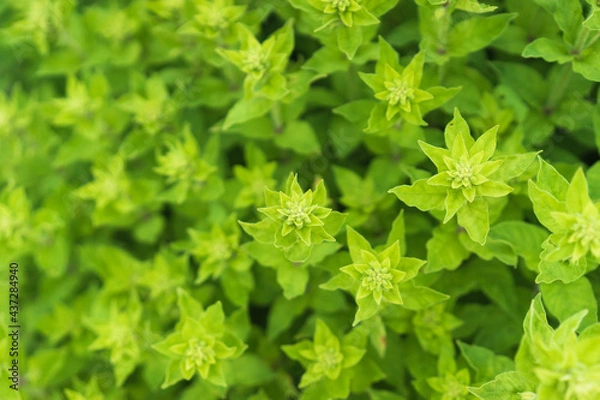 Fototapeta close up of herbs in garden, close up of green grass, decorative mint, green grass pattern, sprig season. Selective focus