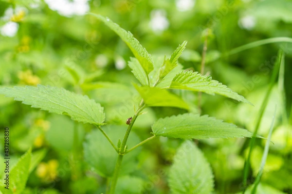 Obraz macro photography of green plant with bug