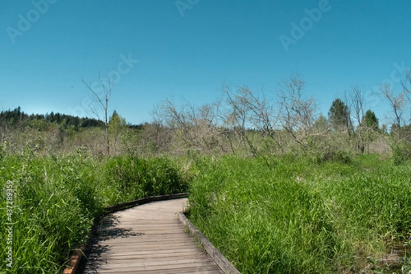 Fototapeta wooden path in the field